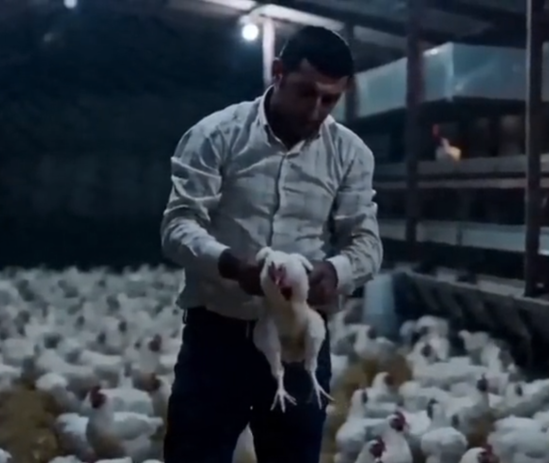 Agrotive Broiler Operasyonu